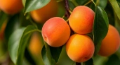 Не фрукт, а райское наслаждение — этот сорт абрикоса, как оловянный солдатик — выдержит даже лютые морозы