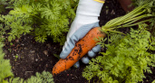 Раскидайте на грядке с морковью такой порошок - поразитесь, какой крупной и ровной она вырастет