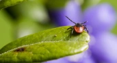 Клещи гибнут моментально: копеечное средство защищает лучше всех магазинных аэрозолей