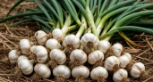 До 10 июня чесноку — непременно: 40 мл в воду — и головки вырастут размером с арбуз, крупными, ядреными и сочными