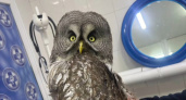 Инспекторы ДПС Иркутской области спасают раненого филина на трассе "Сибирь"