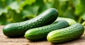 Чтобы огурцы не горчили – первым делом: бросаем 20 граммов в воду – и хрустим плодами как чипсами