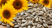 Диетолог назвал З ошибки, из-за которых полезные семечки превращаются в яд - запомните раз и навсегда