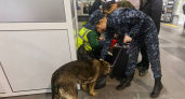 В Иркутском аэропорту служебная собака разоблачает контрабандиста из Усолья-Сибирского