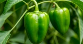1 ложка в лунку — и перцы начнут расти как на дрожжах: будут сочными и крупными — до 5 килограммов с 1 куста