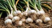 Не соль и не йод: чем полить погибающий чеснок – возвращение к жизни за сутки