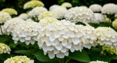 Для объемных шапок гортензии — обязательно: 10 граммов в ведро — и цветы заполонят весь куст