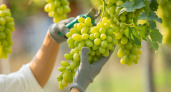 Виноград вырастет здоровым: обработайте его правильно сейчас, чтобы избежать болезней и получить богатый урожай