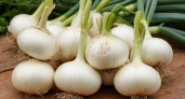 Для мощных репок луку — обязательно: 1 жменька — и луковицы вырастут размером с арбуз, сочными и очень вкусными