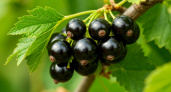 Последний шанс спасти урожай чёрной смородины: ошибка при поливе, которой нужно избежать