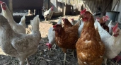 Чистим курятник этим средством – и птицы начинают нестись наперегонки: чистота, как в операционной