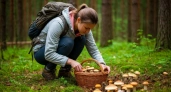Съедобные и очень вкусные, но слишком похожи на поганки: 4 малоизвестных гриба, которые могут украсить ваши корзины