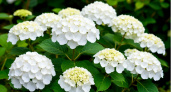 Для объемных шапок гортензии — обязательно: 10 граммов в ведро — и цветы заполонят весь куст