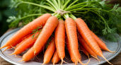 Дачники раскрыли оптимальный момент для сбора моркови: сразу вкуснющая и хрустящая