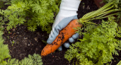 Раскидайте на грядке с морковью такой порошок - поразитесь, какой крупной и ровной она вырастет