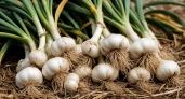 Не соль и не йод: чем полить погибающий чеснок – возвращение к жизни за сутки