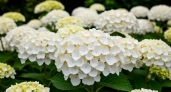 Для объемных шапок гортензии — обязательно: 10 граммов в ведро — и цветы заполонят весь куст