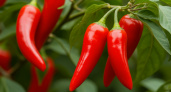 1 столовую ложку для перца в июле: И из каждого цветка — завязь — совет агронома Радзевской в действии
