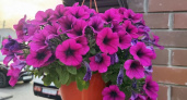 10 граммов в воду — и петунии цветут ярким ковром до самых заморозков: аромат на 1 километр вокруг