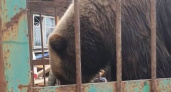 В Иркутской области заброшенная медведица получила шанс на новую жизнь