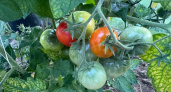 Накормила помидоры спиртовым раствором - и через 7 дней собрала тонну томатов: по 10 кг с куста