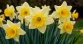 Почему нарциссы лучше высаживать с 25 августа — вот лучшие сорта по зимостойкости