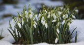 В Иркутской области в конце августа зацвели подснежники
