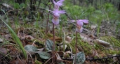 В Иркутской области создали новую охранную зону для редкого цветка