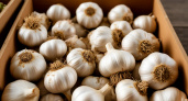 Осенняя посадка чеснока: пролейте грядки простым аптечным средством перед посадкой - урожай вырастет с кулак
