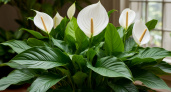 1 таблетка - и спатифиллум станет королем подоконника: растут по 4 бутона размером с ладонь
