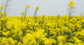 В Иркутской области наращивают производство растительного масла благодаря рекордному урожаю рапса