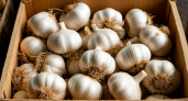 Обязательно солю чеснок осенью перед посадкой: головки размером с картошку — собираю рекордный урожай каждый год