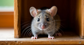 Мышей как "ветром сдуло": друг из Германии поделился немецким трюком, который навсегда прогонит вредных грызунов