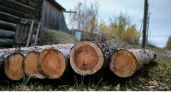 Директора фирмы в Иркутской области обвиняют в контрабанде леса в Узбекистан
