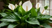 Не земля, а сплошные витамины: бледный спатифиллум бурно зазеленеет - одно решение осенью