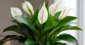 100 г в воду – и спатифиллум цветет краше невесты — оживут даже засохшие палки и молодые черенки