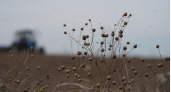 В Иркутской области завершили уборку льна-долгунца