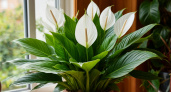 1 грамм в литр воды – и спатифиллум закидает "белыми парусами": будет наряднее невесты