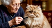 Какой породы кошку лучше выбрать для пенсионера: 3 идеальных компаньона для пожилых