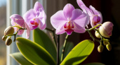 Даже хлипкая орхидея пустит 7 бутонов: 3 трюка в ноябре - и мощно цветет без подкормки