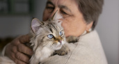 Людям старше 65 лет стоит держаться подальше от кошек: ученые рассказали почему