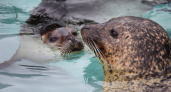 Учёные предлагают ввести правила наблюдения за байкальскими нерпами из-за роста туризма