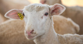 Владельцы овец и коз в Иркутской области должны промаркировать животных до 1 декабря