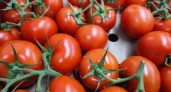 Не томат, а настоящий хит: 13-15 кг на квадратный метр помидоров — время расхватывать семена пришло