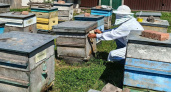 В Иркутской области зарегистрировали более 11 тысяч пчелиных семей