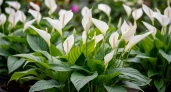 2 гр. на 1 литр — и спатифиллум станет утопать в цветах: начнет стрелять бутонами без остановки