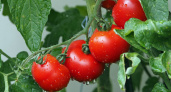 Не сорт, а томатный завод: штампует плоды как угорелый даже в холодное лето – до 18 кг с кв. метра