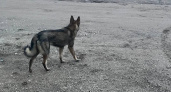 Бродячие собаки в Усолье-Сибирском угрожают персоналу больничного городка