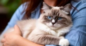 Почему кошки тянутся к одним людям, а других избегают? Секреты их восприятия