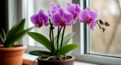 2 шт. на 1 литр — и даже самая капризная орхидея начнет цвести без остановки круглый год: эффективная подкормка
